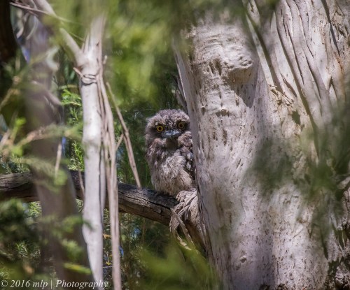 Tawny Frogmouth, Double Creek Nature walk, Mallacoota