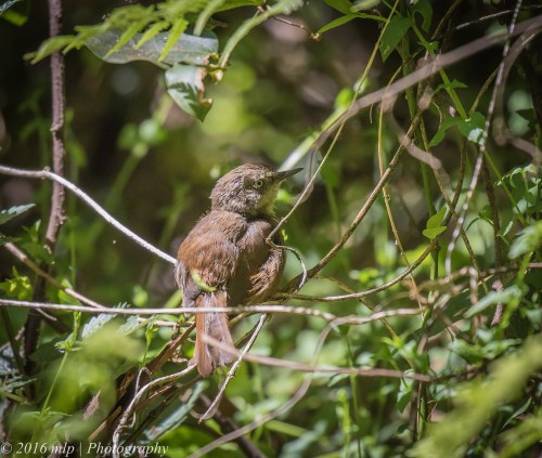 White Browed Scrubwren Double Creek Nature walk, Mallacoota