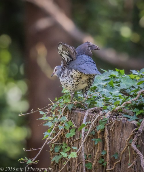 Wonga Pigeon, Shady Gully Reserve, Mallacotta