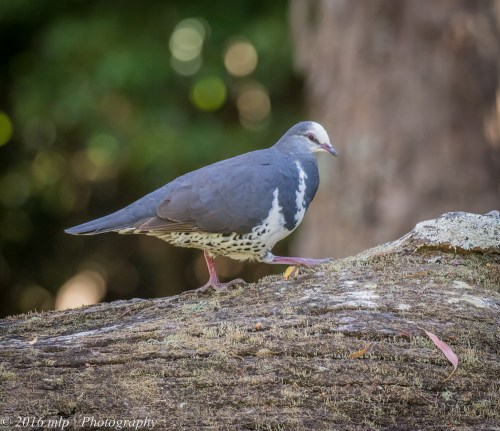 Wonga Pigeon, Shady Gully Reserve, Mallacotta