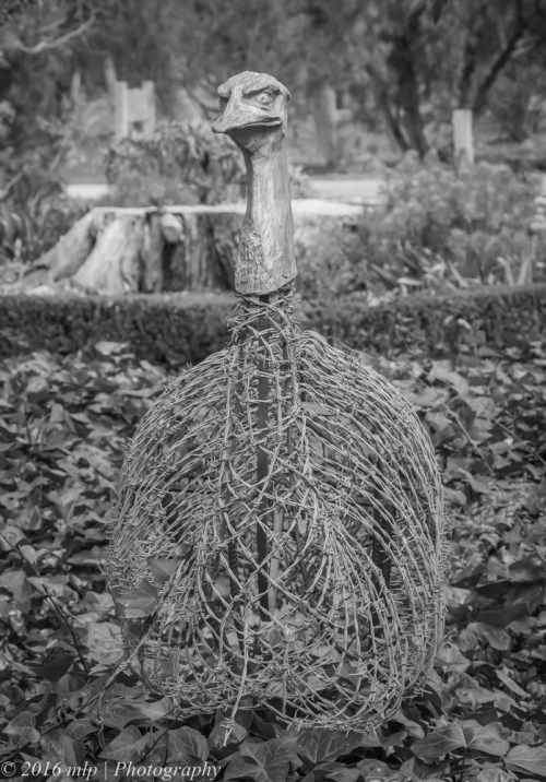 Barbed Wire Emu, Eynesbury Forest, Victoria, 20 Feb 2016