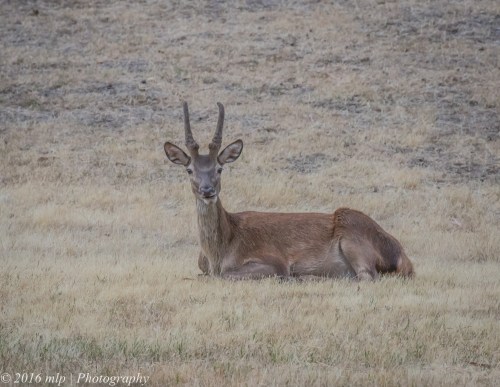 Deer, Halls Gap, Grampians, Victoria