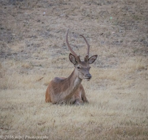 Deer, Halls Gap, Grampians, Victoria