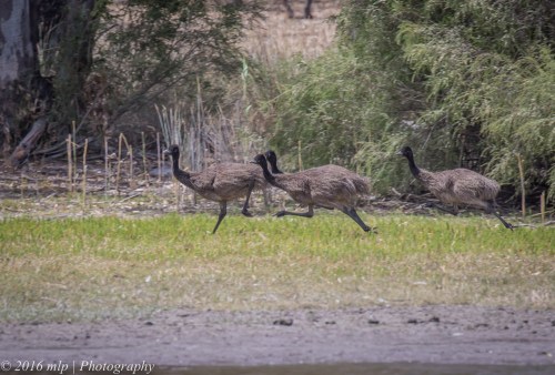 Emu chicks, Cherrypool Highway Park, Wartook, Victoria