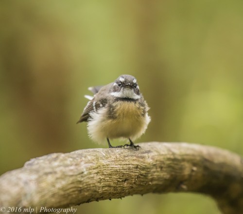 Grey Fantail, Wuchatsch Reserve, Nyora, Victoria