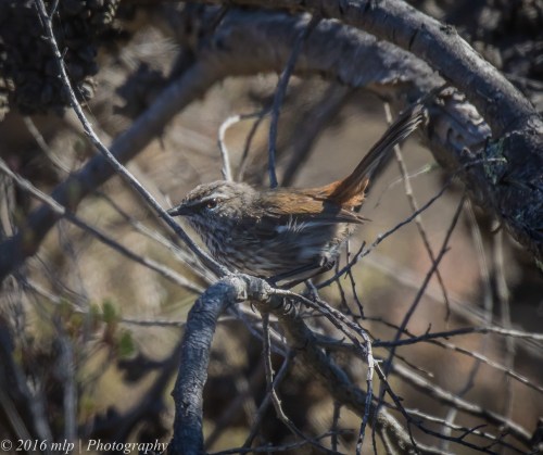 Shy Heathwren, Nurcoung Nature Reserve, Victoria