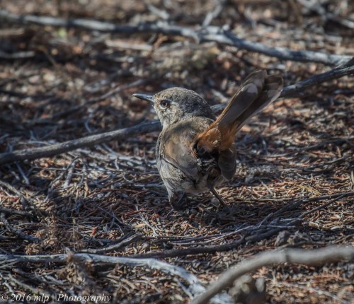 Shy Heathwren, Nurcoung Nature Reserve, Victoria