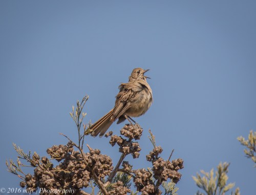 Southern Scrub-robin, Nurcoung Nature Reserve, Victoria