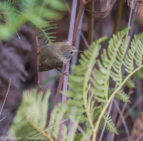 Striated Thornbill, Wuchatsch Reserve, Nyora, Victoria