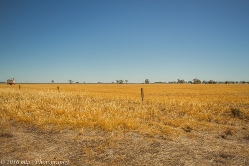 Wheat country Brim, Victoria