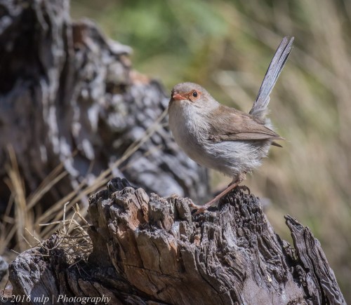 Female Superb Fairy Wren, Great South West Walk, Lower Glenelg National Park, Victoria