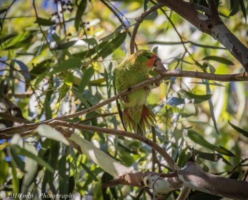 Little Lorikeet, Elster Creek, Elwood, Victoria