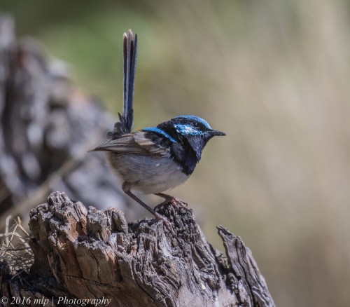 Male Superb Fairy Wren, Great South West Walk, Lower Glenelg National Park, Victoria