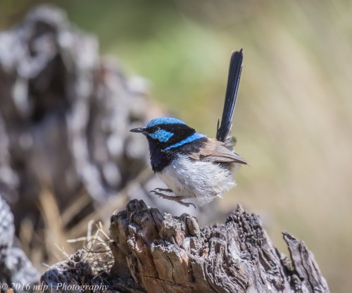 Male Superb Fairy Wren, Great South West Walk, Lower Glenelg National Park, Victoria