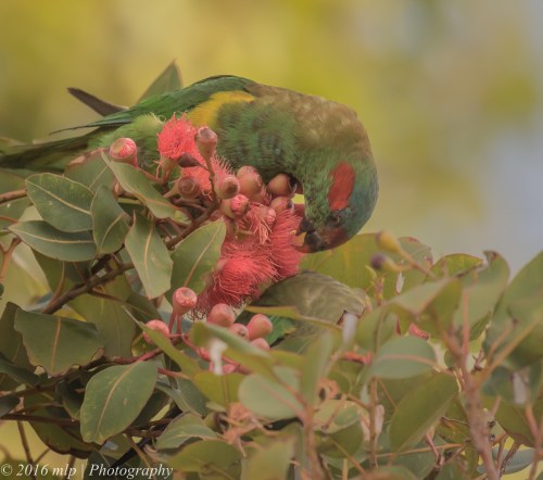 Musk Lorikeet, Elster Creek, Elwood, Victoria