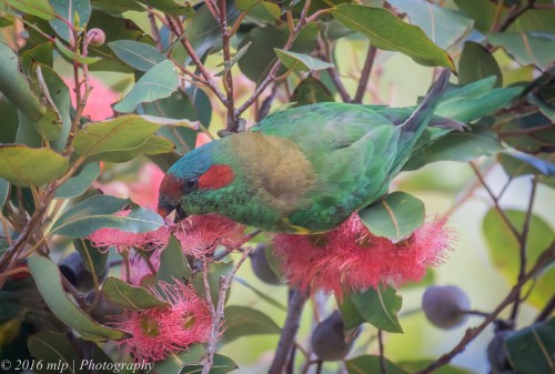 Musk Lorikeet, Elster Creek, Elwood, Victoria