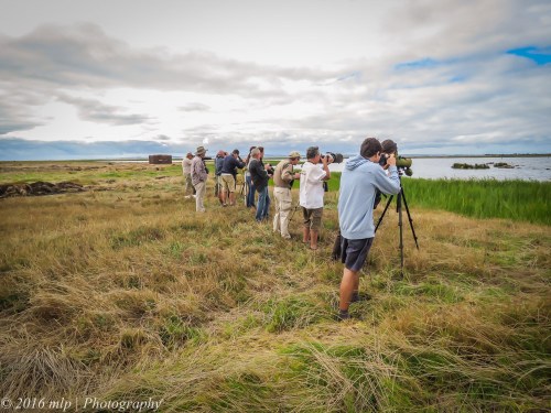 Red Necked Phalarope Twitch