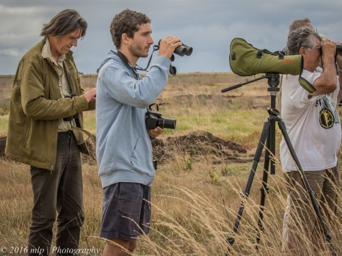 Red Necked Phalarope Twitch