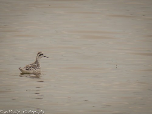 Red Necked Phalarope, WTP