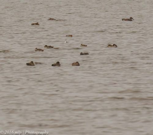Red Necked Phalarope, WTP