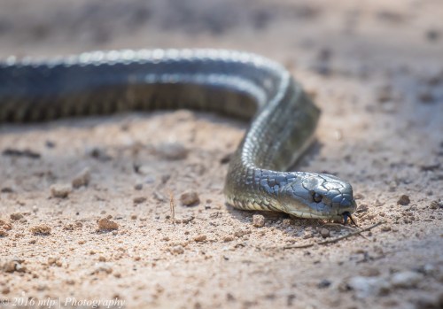Tiger Snake, Great South West Walk, Lower Glenelg National Park, Victoria