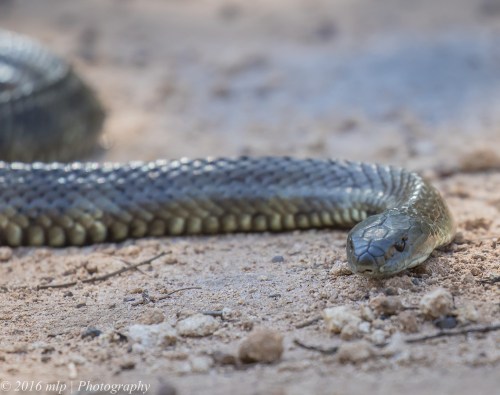 Tiger Snake, Great South West Walk, Lower Glenelg National Park, Victoria