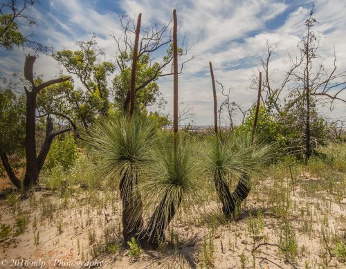 Twin Grass trees, Mt Zero landscape, Northen Grampians, Victoria