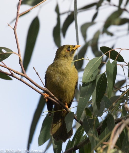 Bell Miner, Melbourne Botanic Gardens