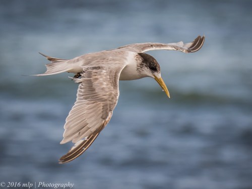 Crested Tern, Elwood Beach, Victoria 