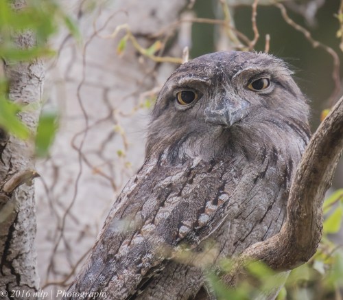 Elster Creek Tawny Frogmouth, Elster Creek, Elwood, Victoria
