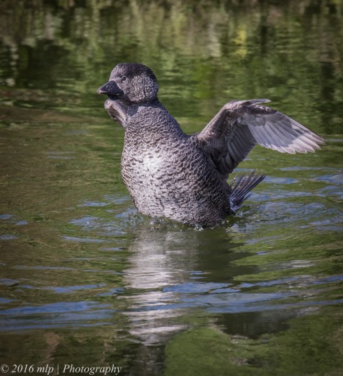Female Musk Duck, WTP, Victoria