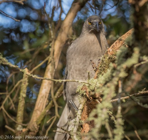 Grey Currawong, Daylesford Lake, Victoria
