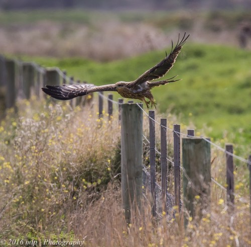 Juvenile Black Kite, WTP, Victoria