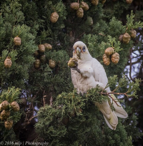Little Corella, Elster Creek, Victoria