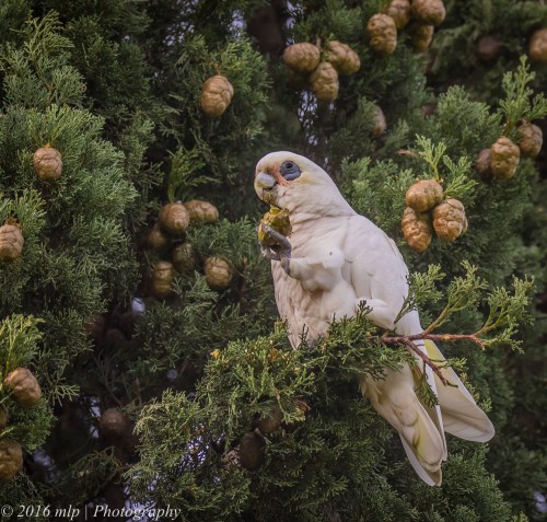 Little Corella, Elster Creek, Victoria