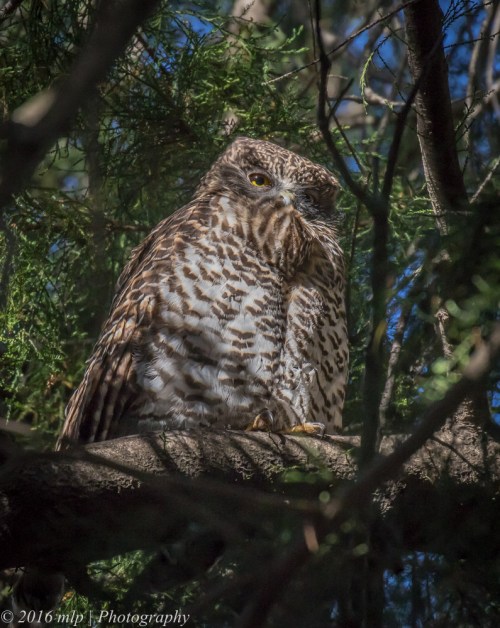 Powerful Owl, Melbourne Botanic Gardens