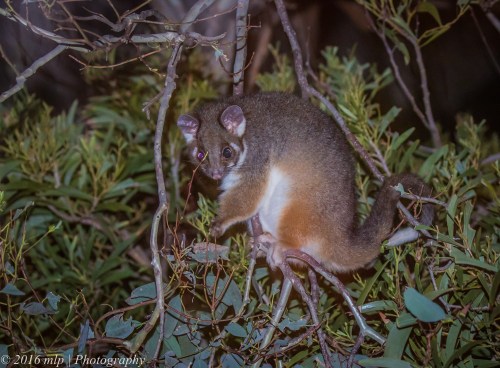 Ring Tailed Possum, Elster Creek, Elwood, Victoria