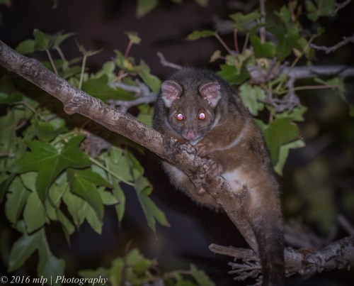 Ring Tailed Possum, Elster Creek, Elwood, Victoria