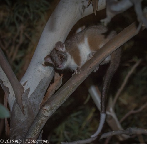 Ring Tailed Possum, Elster Creek, Elwood, Victoria