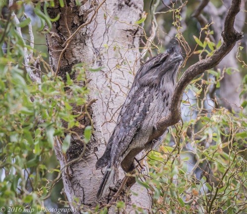 Elster Creek Tawny Frogmouth, Elster Creek, Elwood, Victoria
