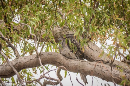 Elster Creek Tawny Frogmouth, Elster Creek, Elwood, Victoria