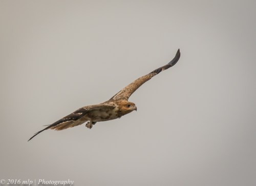 Whistling Kite, WTP, Victoria 