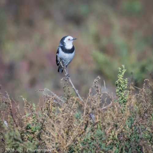White Fronted Chat, WTP, Victoria