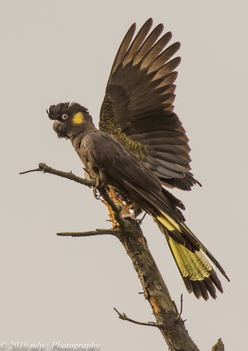 Yellow-tailed Black Cockatoo, Mornington Peninsula, Victoria