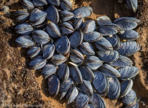 Bivalves, Black Rock beach, Victoria