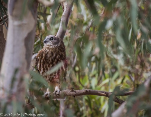 Boobook Owl, You Yangs Regional Park, Victoria