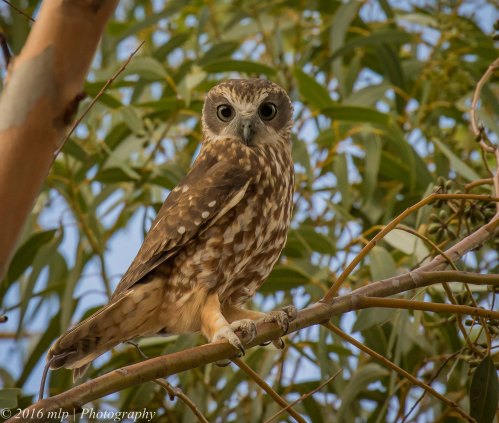 Boobook Owl, You Yangs Regional Park, Victoria