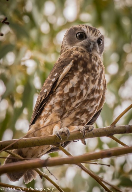 Boobook Owl, You Yangs Regional Park, Victoria