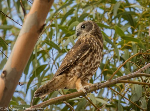 Boobook Owl, You Yangs Regional Park, Victoria