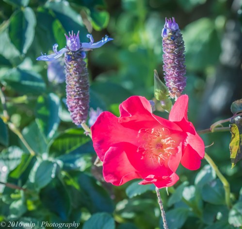 Flowers around the Rose Garden Rotunda, St KIlda Botanic Gardens 1